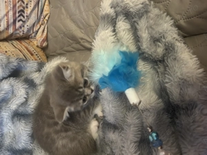 Vand pui British Shorthair