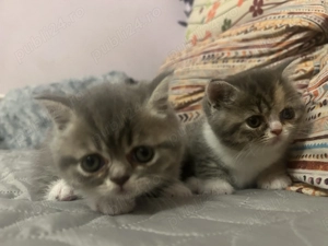 Vand pui British Shorthair - imagine 4