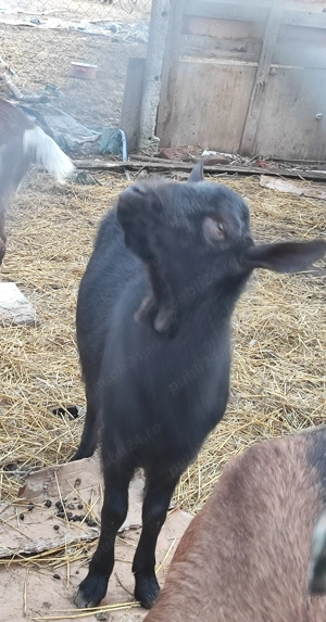 Vand  schimb Țapisor Murciano Granadina - imagine 5