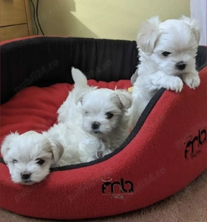 Pui de Bichon maltez mini