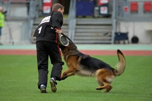 Dresaj Canin servicii Canine.