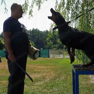 Dresaj Canin servicii Canine. - imagine 4