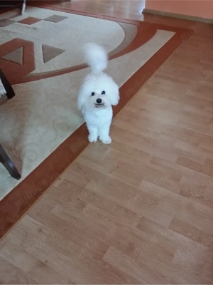 Toaletaj canin , talie mica  Reghin! - imagine 2