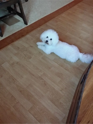 Toaletaj canin , talie mica  Reghin! - imagine 3