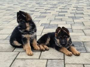 Vand cățeii Ciobanesc German. 