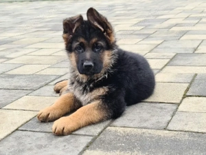 Vand cățeii Ciobanesc German.  - imagine 2