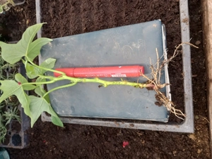 Preluam comenzi de rasad cartofi dulci - imagine 5