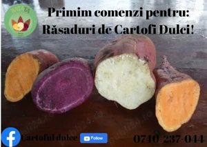 Preluam comenzi de rasad cartofi dulci - imagine 3