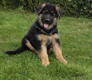 Vand cățeii Ciobanesc German.  - imagine 5