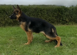 Vand cățeii Ciobanesc German.  - imagine 4