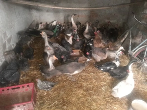 vând sau schimb  - imagine 2