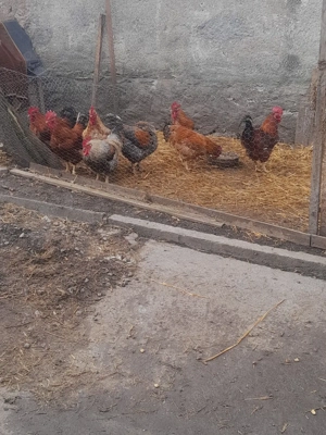 vând sau schimb  - imagine 3