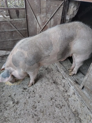 Vier pentru montă   Petrean Belgian, 1 an - imagine 3