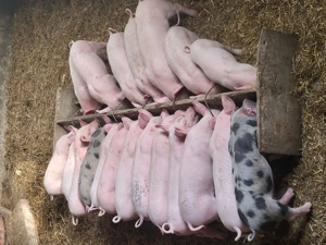 purcei de vanzare - imagine 3