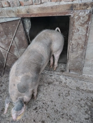 Vier pentru montă   Petrean Belgian, 1 an - imagine 2