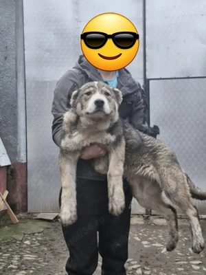 Femela asia ( volkodav )