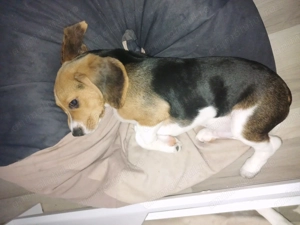 Mascul Beagle vârstă 6 luni  - imagine 3