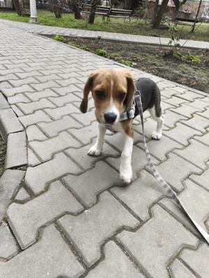 Mascul Beagle vârstă 6 luni  - imagine 2