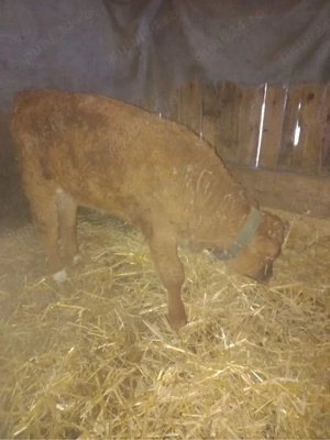 vand vitel baltat romanesc - imagine 2