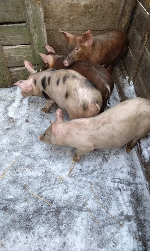 Vând purcei    - imagine 4