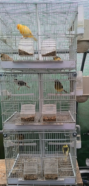 Vând canari din 2025 - imagine 5