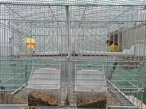 Vând canari din 2025 - imagine 3