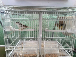 Vând canari din 2025