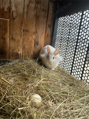 iepuroaica gestanta cap de leu 