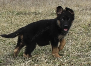 Pui ciobănesc german cu oedegree din părinți import  - imagine 3