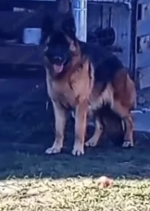 Pui ciobănesc german cu oedegree din părinți import  - imagine 2