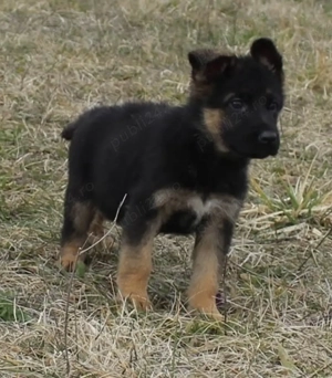 Pui ciobănesc german cu oedegree din părinți import  - imagine 4