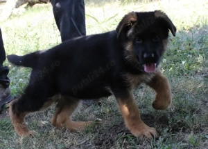 Pui ciobănesc german cu oedegree din părinți import 