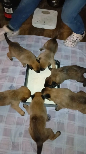 Căței Belgian Malinois caută proprietari responsabili - imagine 3