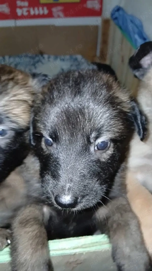 Căței Belgian Malinois caută proprietari responsabili - imagine 4