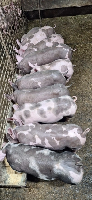 Purcei pietrean belgian - imagine 3