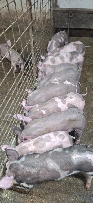 Purcei pietrean belgian - imagine 2