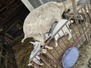 Vând 2 capre de rasă   Saanen cu certificat + Alpină Franceză, cu iezi - imagine 3