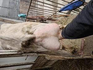 Vând 2 capre de rasă   Saanen cu certificat + Alpină Franceză, cu iezi - imagine 5