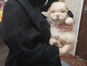 Fetiță Chow Chow 1.5 luni