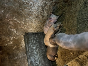 Vând porci între 80kg și 100kg  - imagine 4