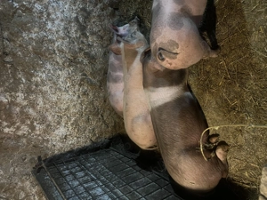 Vând porci între 80kg și 100kg  - imagine 3