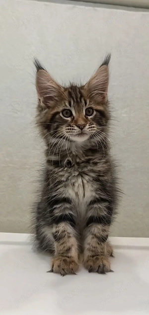 Maine coon băieței și fetițe 