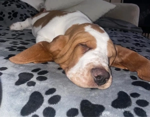 Basset Hound pui cu pedigree
