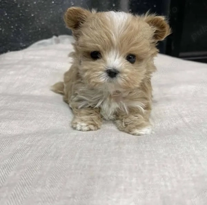 pui de Pomeranian - imagine 2