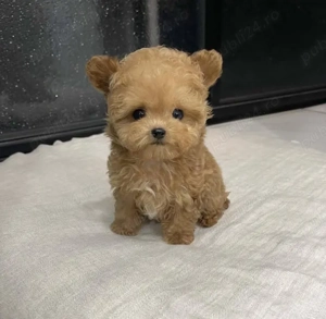 pui de Pomeranian - imagine 3