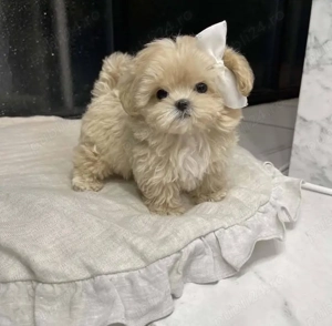 pui de Pomeranian - imagine 4