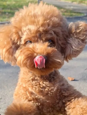 pui de pudel - imagine 3