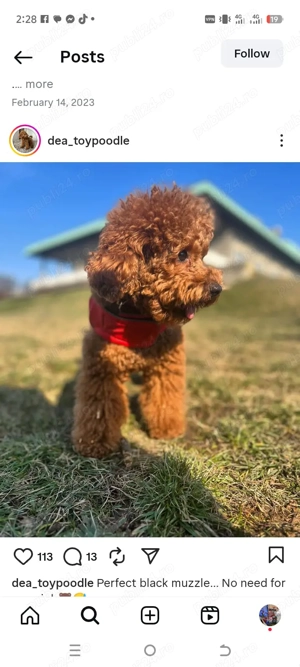 pui de pudel - imagine 4