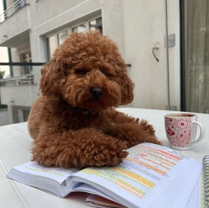 pui de pudel - imagine 2