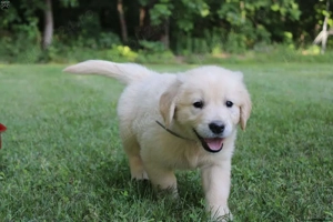 căței de golden retriever - imagine 2